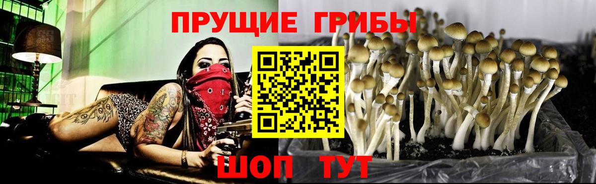Галлюциногенные грибы Magic Shrooms  Вход с VPN  Галлюциногенные грибы Magic Shrooms  Прохладный 